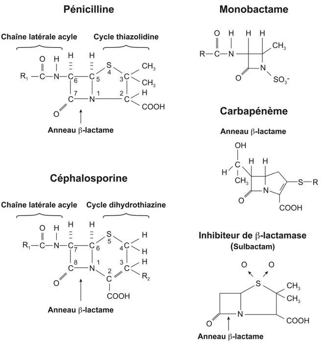 Figure 3. Structures générales des principales classes de β-lactamines. Figure adaptée  de Wingard et al
