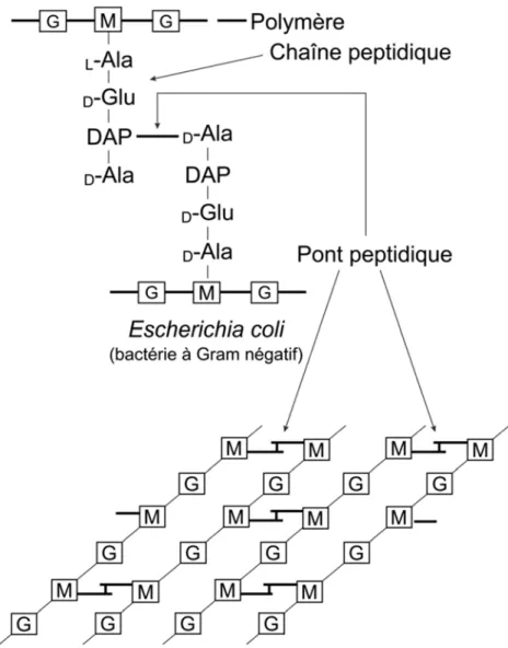 Figure 5. Représentation schématique de la structure du peptidoglycane d’une  bactérie à Gram négatif (Brock et al., 1994)