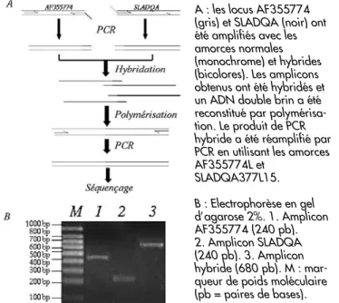 Figure 2 - Construction de l’amplicon hybride PCR