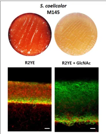 FIGURE 7 | Addition of the PdG biosynthesis inhibitor GlcNAc results in accumulation of viable filaments