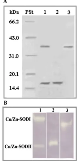 Fig 5 e PAGE analyses of A. glaucus SOD isoenzymes after different step of purification