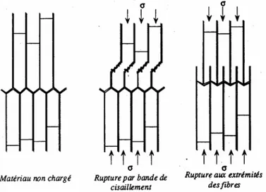 Figure 7-4 Mécanismes de rupture des trachéides du bois dans le sens des fibres [BOC-1997]