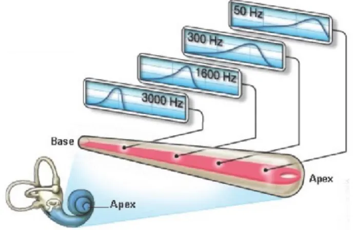 Figure  6  :  schématisation  du  codage  des  fréquences  de  la  membrane  basilaire (organisation tonotopique)