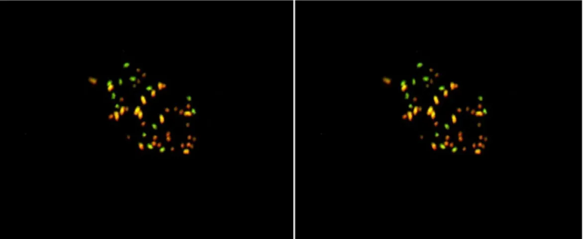 Figure 2 : Genomic in situ hybridization on mitotic metaphase chromosomes of the [(G. 
