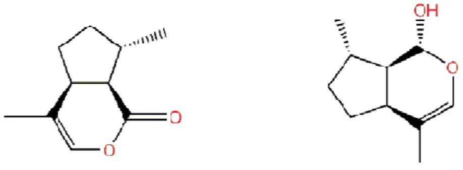 Figure 3. Structure of (+)-(4aS,7S,7aR)-nepetalactone and (-)-(1R,4aS,7S,7aR)-nepetalactol, the two  compound of the aphid sex pheromone 