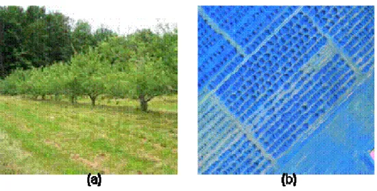 Figure 9 - Distribution des arbres dans le verger F  (a) rangs de pommiers sur le terrain,  notez  l’espacement entre les arbres (b) image aérienne en fausse couleur, la séparation des  rangs des pommiers est évidente