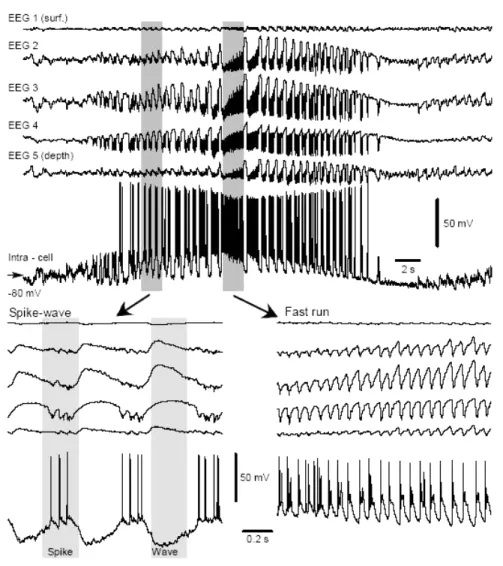 Figure 4-1. Field potential and intracellular features of ideopatic electographic seizure recorded from  cortical area 5 of cat anesthetized with ketamine-xylazine