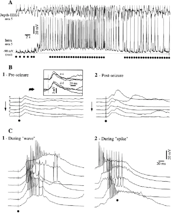 Figure 4-3. Synaptic excitability to cortical stimuli during the pre-seizure epoch, different components  of the seizure consisting of SW complexes over a depolarizing envelope, and post-seizure epoch