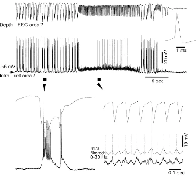Figure 4-5. FS neuron receives asynchronous synaptic inputs and displays decreased firing rates during  fast runs