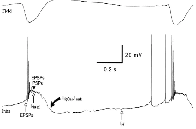 Figure 4-6. Tentative representation of different synaptic and intrinsic currents activated in neocortical  neurons during paroxysmal activity
