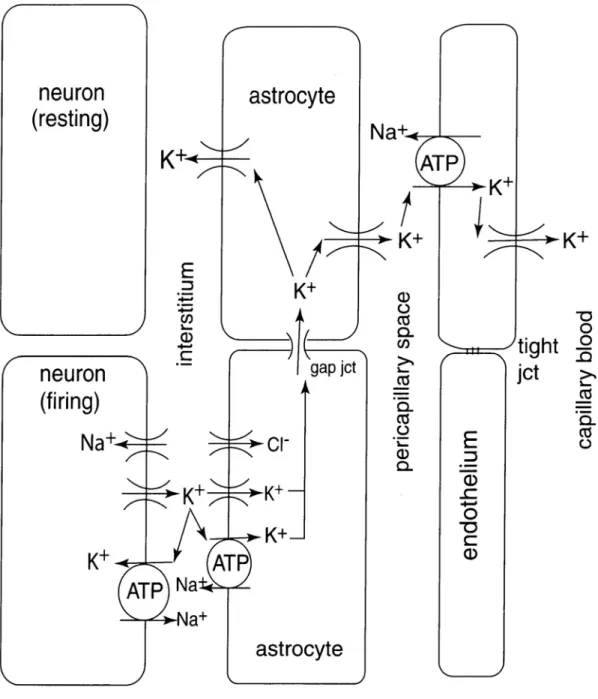 Figure 5-1. Diagram of the fate of K +  released from neurons.  K +  is released through voltage-gated  channels with action potentials and synaptic potentials