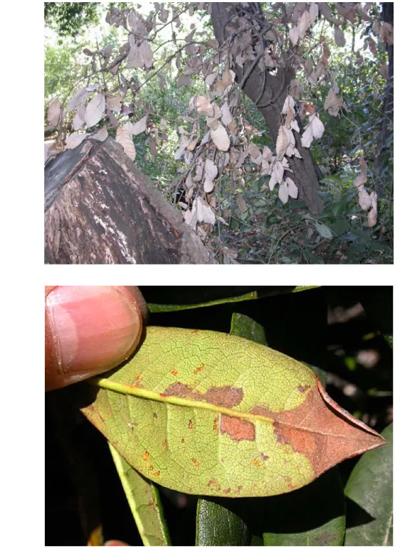 Figure 3. Symptômes de la maladie de l’encre des chênes rouges : a) chancre rouge suintant  sur le lithocarpe de Californie (tanoak); b) l’écorce est prélevée sur ce chancre et on  observe la marge de progression de l’agent pathogène; c) brunissement des f