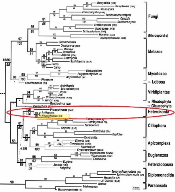 Figure 7. Arbre phylogénétique du monde du vivant basé sur des séquences d’ADN  ribosomiaux