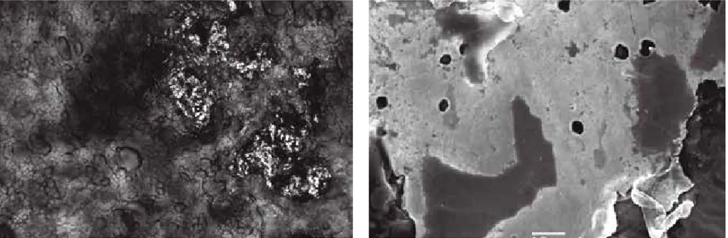 Fig. 4. Arles, complexe épiscopal : micrographie optique (a) et MEB (b) de la feuille d’or