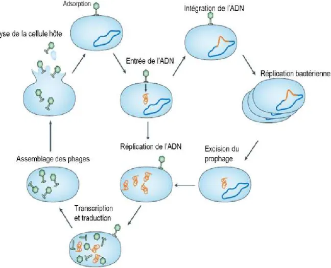 Figure  1.4.  Cycles  lytiques  (gauche)  et  lysogéniques  (droite)  des  phages  virulents  et  tempérés respectivement