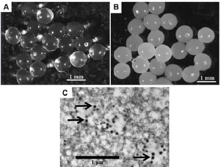 Figure  1.5.  Micrographes  par  microscopie  électronique  à  transmission  de  microsphères d’alginate (A) et d’alginate/carbonate de calcium (B) remplies du phage  K (C)