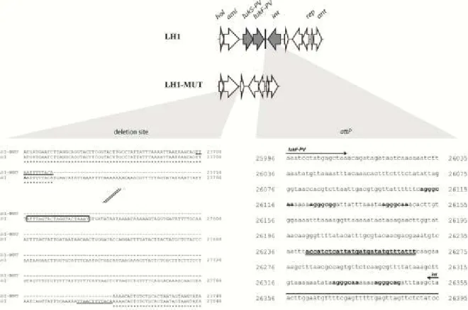 Figure 2.2. Part of the LH1 genome showing 1) a magnified view of both extremities of the  deleted region in LH1-MUT genome compared to LH1 genome (on the left)