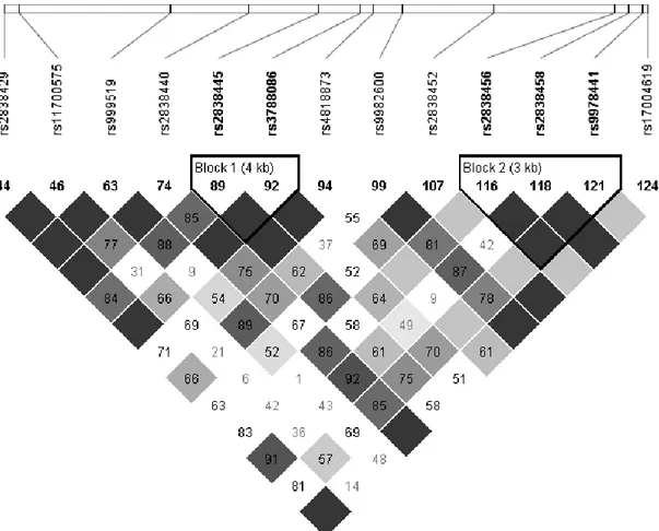 Figure 2. Linkage disequilibrium (LD) plot of SNPs in genes of the triglyceride synthesis pathway