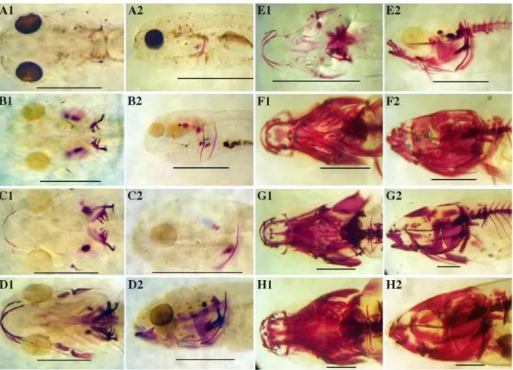 Figure  5.  -  Développement  du  crâne  des  larves  et  alevins  de  Labeo  parvus  colorés  à  l’alizarine  (vue  ventrale à gauche, vue latérale à droite)