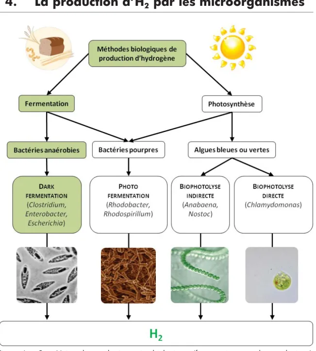 Figure I - 2 : Voies de production microbiologique (fermentative ou photosynthétique)  d’hydrogène et microorganismes couramment associés