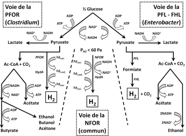Figure I - 8  : Voies de production d’hydrogène chez les bactéries du genre Clostridium et  Enterobacter