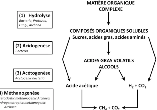 Figure I - 9  : Production de méthane par digestion anaérobie. (1) Etape lente d’hydrolyse des  polymères organiques (polysaccharides, lipides et protéines) et monomères (glucose, xylose) et  oligomères (sucres, acides gras, courts peptides et acides aminé