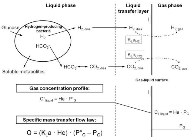 Figure I - 11  : Schéma de transfert de l’hydrogène produit en solution par la bactérie vers la  phase gazeuse au travers de la couche de transfert du côté liquide, dans laquelle la  concentration en hydrogène dissout évolue, depuis la concentration du liq