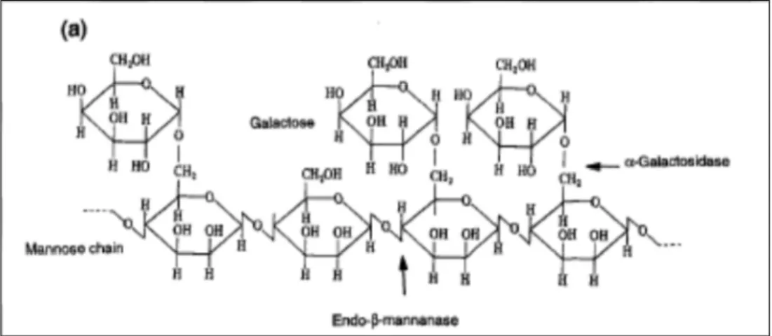 Figure 9. Illustration de l'action d'une  ββββ -mannanase et d'une α αα α-galactosidase sur un galactomannane  (B EWLEY , 1997)