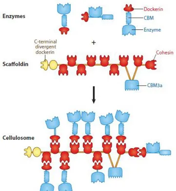Figure 5 : Organisation cellulosome (Fontes et Gilbert, 2010) 