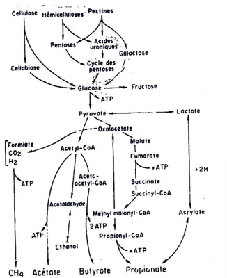 Figure 8 : Schéma du métabolisme des glucides pariétaux dans le rumen (d'après Van Soest, 1982 cité par Thivend et  al., 1985) 