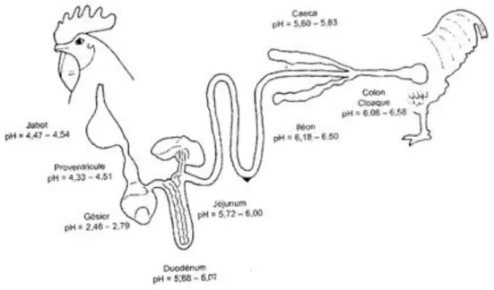 Figure 10 : Schéma du tractus digestif des volailles et valeurs des pH des contenus digestifs (Farmer, 1942) 