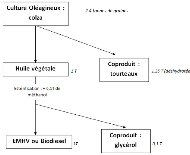 Figure 12 : Schéma de la production de Biodiesel à partir de colza 