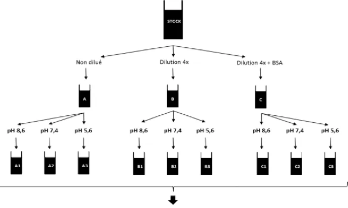 Figure 21: Résumé des 2 protocoles d’immunisation des génisses. En haut, protocole réalisé pour les 4  génisses  du  groupe  B  et  en  bas  pour  les  3  génisses  du  groupe  C