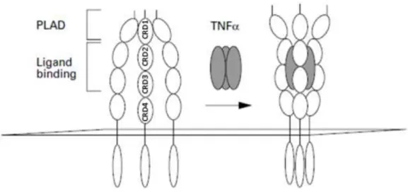 Figure  3.  Pré-assemblage  des  récepteurs  du  TNF-α  par  le  PLAD  (D’après  Chan,  2000)