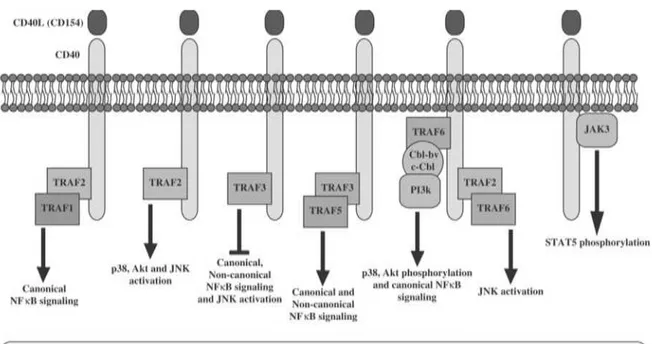Figure 10. Résumé des voies de signalisation du CD40 sur les lymphocytes B (D’après Elgueta et al.,  2009)