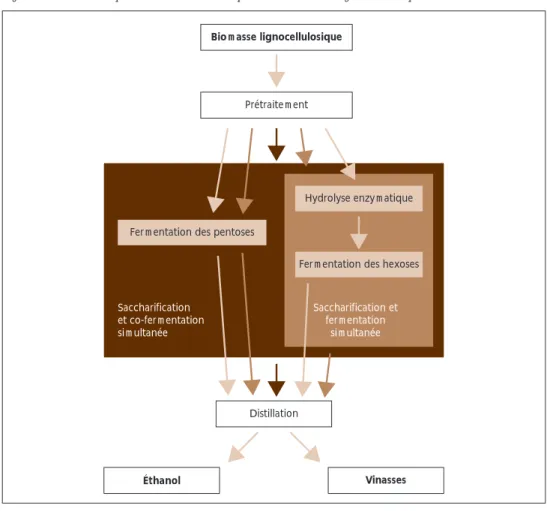 Figure 2 – Schéma de production d’éthanol à partir de biomasse lignocellulosique 4 .