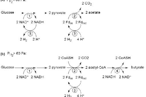 Fig.  II.1  :  Effet  de  la  pression  partielle  P H2 sur  la  production  d’hydrogène  par  les  clostridies :  (1)  métabolisme du glucose via la glycolyse ou la voie d’Entner-Doudoroff ; (2) décarboxylation oxydative du  pyruvate  par  la  pyruvate  f