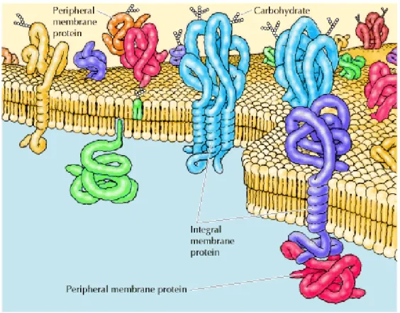 Figure  1.16  :  Représentation schématique des protéines transmembranaires  (integral membrane protein) et des protéines liées aux membranes (peripheral  membrane protein) (Castro, 2014)