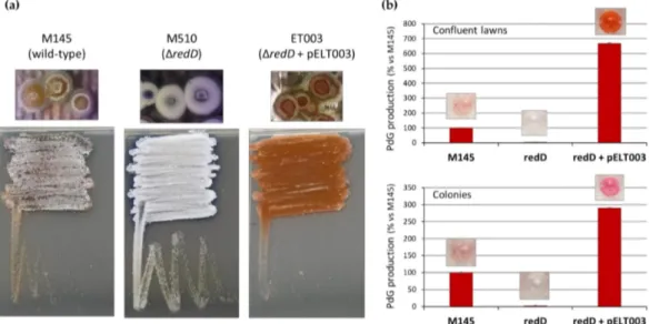 Figure 2. Multiple copies of redD results in higher PdG production, thereby blocking sporulation of S.