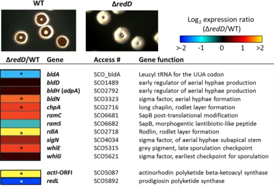 Figure 5. Transcription of developmental genes in S. coelicolor wild-type (M145) and its ∆redD mutant  (M510)