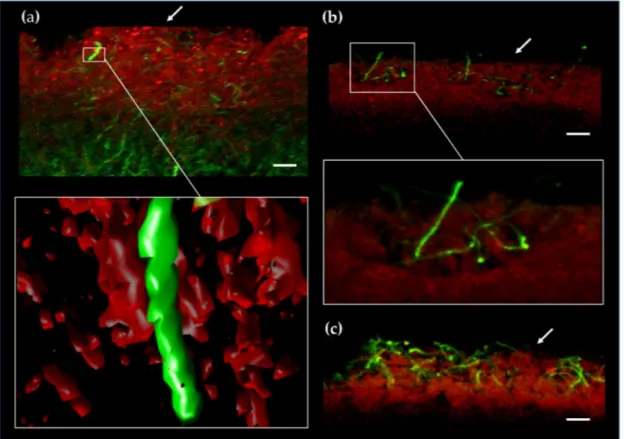 Figure 6. Aerial growth of PdG non-producing filaments in S. coelicolor. Fluorescence confocal micrographs (3D reconstruction) of a transverse section of a S