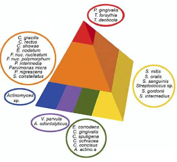 Figure 2 : Représentation des complexes bactériens selon Socransky et collaborateurs (28)