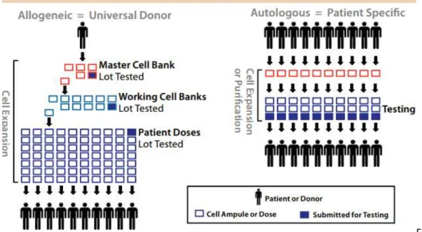 Figure  6: Quality control strategies for allogeneic and autologous TE products. For the first strategy  representative lots could be tested due to the homogeneous starting cell population