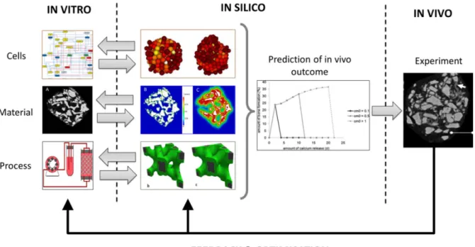 Figure 9: In vitro – in silico – in vivo optimization loop.  The in vitro part (left) shows the raw  materials of TE product manufacturing: cells (showing a gene regulatory network, Kerkhofs  et al, PLoS ONE 2012), biomaterials (i.e