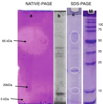 Fig. 4 Effect of temperature on activity and stability of chitinase enzyme. To analyse the thermostability of chitinase, the crude enzyme from strain M2-26 were incubated 30 min at the indicated temperature