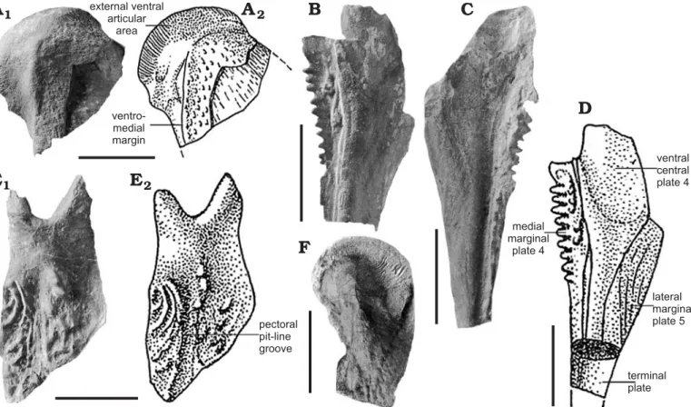 Fig. 7. Dermal plates of antiarch placoderm Asterolepis sp. 1, from Hingeon (Namur Province), Upper Givetian, Devonian