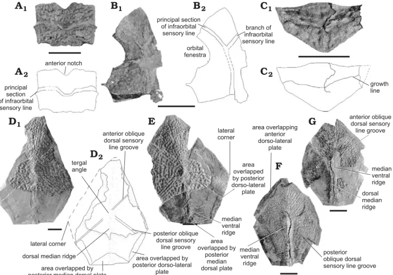 Fig. 9. Dermal plates of antiarch placoderm Remigolepis durnalensis sp. nov., from Spontin (Namur Province), Famennian, Devonian