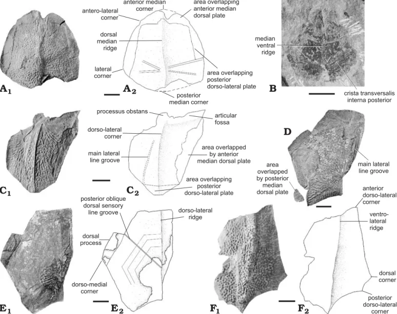 Fig. 10. Dermal plates of antiarch placoderm Remigolepis durnalensis sp. nov., from Spontin (Namur Province), Famennian, Devonian
