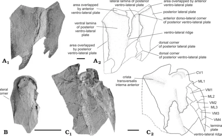 Fig. 11. Dermal plates of antiarch placoderm Remigolepis durnalensis sp. nov., from Spontin (Namur Province), Famennian, Devonian