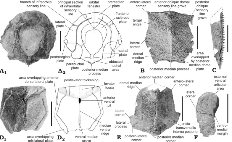 Fig. 5. Dermal plates of antiarch placoderm Grossilepis rikiki sp. nov., from Moresnet, Liège Province (A, E), Strud, Namur Province (B–D, F), Famen- Famen-nian, Devonian